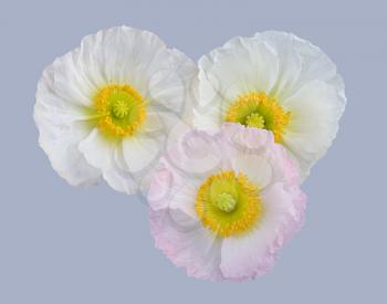 
white and pink poppies isolated on grey background