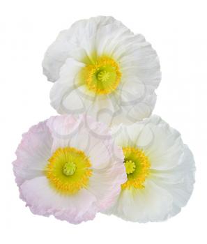 white and pink poppies isolated on white background