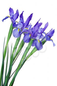 Beautiful blue iris buds isolated on white background.