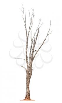 Single old and dead tree isolated on white background