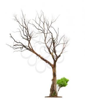 Single old and dead tree and young shoot from one root isolated on white background.Concept death and life revival.