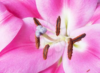 Beautiful pink lily flower with stamens closeup shot