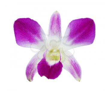 Royalty Free Photo of a Purple Orchid