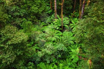 View of the Rainforest floor in rain from the Tree Top Walk of 
Otway Fly up to 30 meters above ground level,Great Ocean Road, Australia