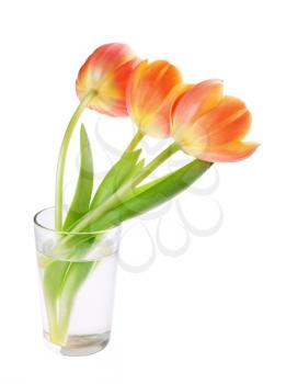 Tulips in the vase isolated on white background