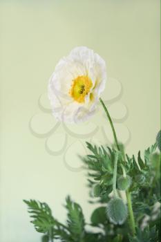 White poppy with leaves isolated on white background.Shallow DOF.