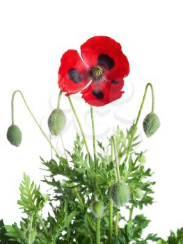 Red poppy with leaves isolated on white background.Shallow DOF.