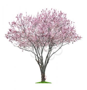 
blossoming pink sacura tree isolated on white background 