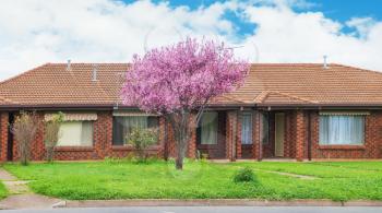 facade of a modern australian suburban  house  with beautiful  blossoming tree 