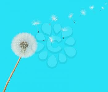 fluffy Dandelion flower with seeds blowing away on a blue background