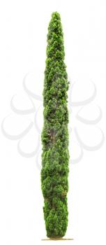 Green beautiful Cypress tree isolated on white background 