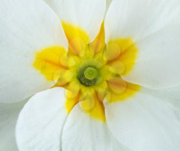 White primula flowers central part. Macro photo