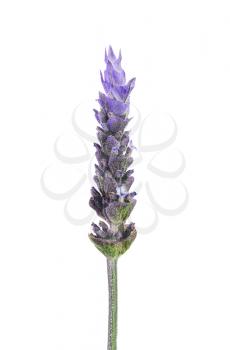 purple lavender flower isolated on  white background