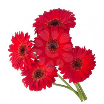 Five red gerbera flowers isolated on white background.Bouquet red flowers gerbera.