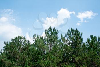 Royalty Free Photo of Pine Treetops and Blue Sky