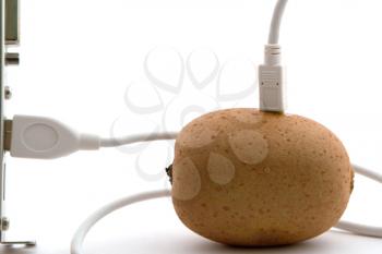 Royalty Free Photo of a Kiwi With Plugs