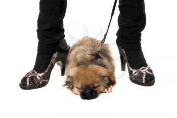 Royalty Free Photo of a Dog at a Woman's Feet