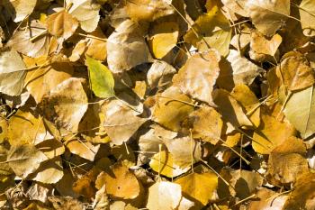 Royalty Free Photo of Fallen Autumn Leaves