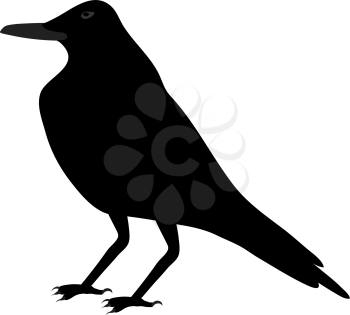 Black Crow Over White Background for Creating Halloween Designs.  Vector illustration.