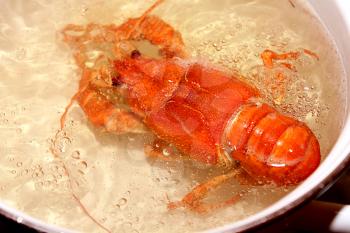 Royalty Free Photo of a Lobster in a Pot