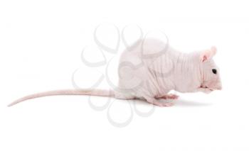 Royalty Free Photo of a Hairless Rat