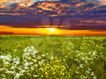 Royalty Free Photo of a Sunset Over a Field