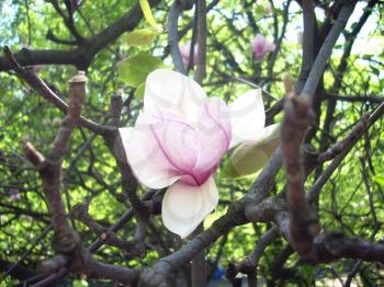 Royalty Free Photo of a Magnolia