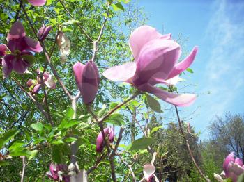 Royalty Free Photo of Magnolias