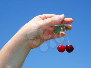 Royalty Free Photo of a Person Holding Cherries