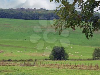 Royalty Free Photo of Cows in a Pasture