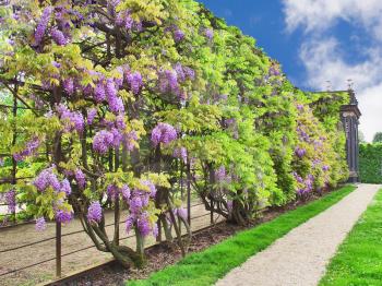 Royalty Free Photo of Flower Trees