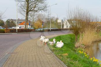 Geese on the waterfront in the Dutch town of Gorinchem. Netherlands