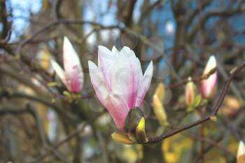 Blooming magnolia in a spring garden