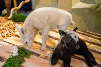 Den Bosch, Netherlands - January 17, 2015: Lambs in the fragment Christmas scene in the cathedral the Dutch city of Den Bosch
