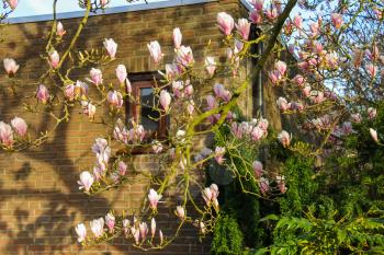 Blooming magnolia in spring Dutch city at sunset