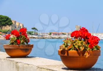 Decortive pots with flowers on the waterfront on Elba Island. Marciana Marina, Italy