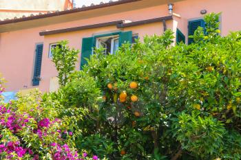Orange tree  and blooming bush near the small house in picturesque Italian town on Elba Island
