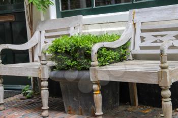 Traditional Dutch wooden benches surrounded by decorative plants on the city street