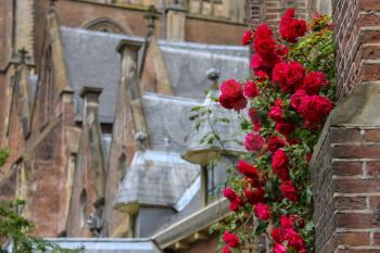Twine red roses on the facade of old church in Haarlem, the Netherlands