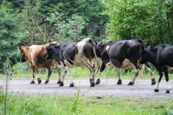 Herd of cows on a country road