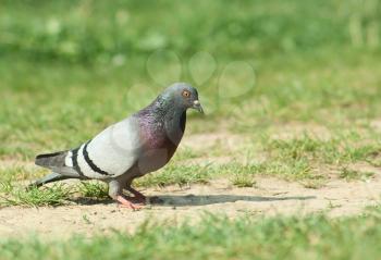 Royalty Free Clipart Image of a Pigeon on a Field