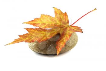 Royalty Free Photo of an Autumn Leaf on a Stone