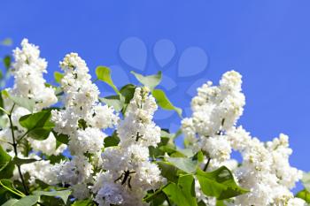 Royalty Free Photo of a Lilac Tree