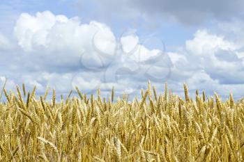 Royalty Free Photo of a Field of Wheat