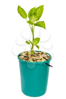 Royalty Free Photo of a Plant in a Bucket of Coins