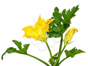 Royalty Free Photo of a Zucchini Flower