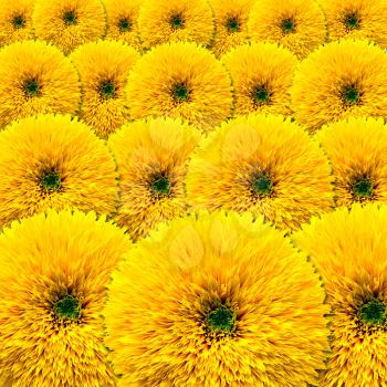 Background of blooming of decorative sunflower