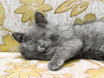 British breed kitten smoky-gray color sleeping on the couch