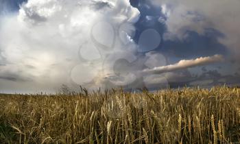 Panorama of wheat field with thunderclouds