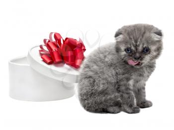 Royalty Free Photo of a Scottish Fold Kitten and Gift Box